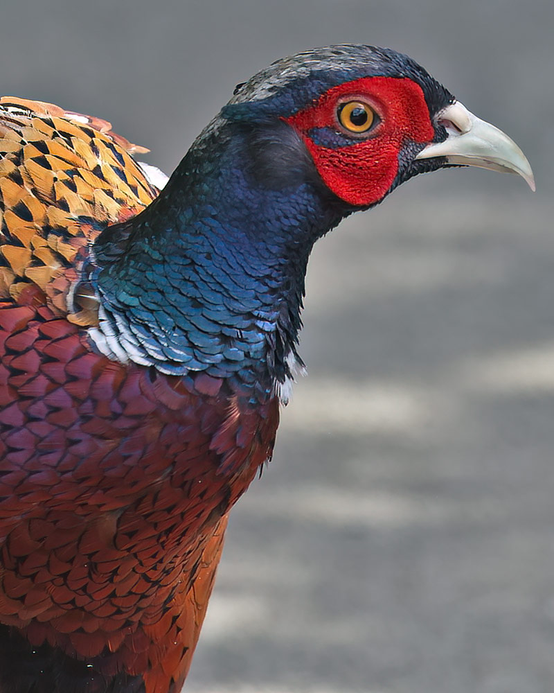 Pheasant